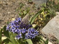 Scilla peruviana 10, Saxifraga-Jan van der Straaten