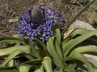 Scilla peruviana 11, Saxifraga-Willem van Kruijsbergen