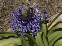 Scilla peruviana 12, Saxifraga-Willem van Kruijsbergen