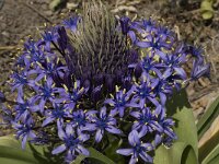 Scilla peruviana 13, Saxifraga-Willem van Kruijsbergen