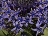 Scilla peruviana 14, Saxifraga-Willem van Kruijsbergen