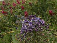Scilla peruviana 15, Saxifraga-Willem van Kruijsbergen