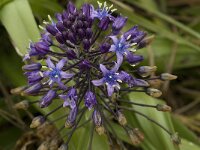 Scilla peruviana 16, Saxifraga-Willem van Kruijsbergen