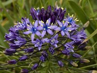 Scilla peruviana 17, Saxifraga-Willem van Kruijsbergen