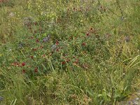 Scilla peruviana 18, Saxifraga-Willem van Kruijsbergen