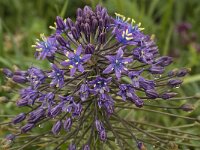 Scilla peruviana 19, Saxifraga-Jan van der Straaten