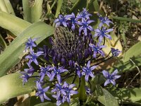 Scilla peruviana 20, Saxifraga-Jan van der Straaten