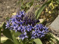 Scilla peruviana 21, Saxifraga-Jan van der Straaten