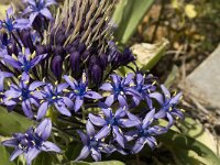 Scilla peruviana 22, Saxifraga-Jan van der Straaten