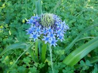 Scilla peruviana 23, Saxifraga-Peter Meininger