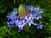 Scilla peruviana 24, Saxifraga-Ed Stikvoort