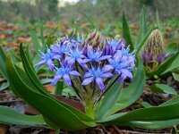 Scilla peruviana 25, Saxifraga-Ed Stikvoort