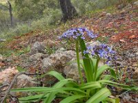 Scilla peruviana 26, Saxifraga-Ed Stikvoort