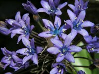 Scilla peruviana 27, Saxifraga-Ed Stikvoort