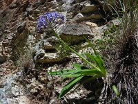 Scilla peruviana 28, Saxifraga-Ed Stikvoort