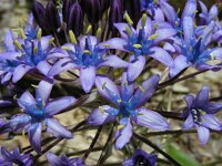 Scilla peruviana 29, Saxifraga-Ed Stikvoort