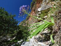 Scilla peruviana 30, Saxifraga-Ed Stikvoort