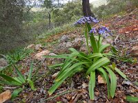 Scilla peruviana 31, Saxifraga-Ed Stikvoort