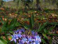 Scilla peruviana 32, Saxifraga-Ed Stikvoort