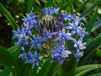 Scilla peruviana 33, Saxifraga-Ed Stikvoort