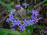 Scilla peruviana 34, Saxifraga-Ed Stikvoort