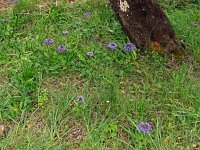 Scilla peruviana 35, Saxifraga-Hans Grotenhuis