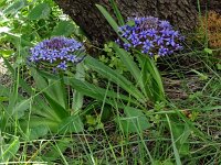 Scilla peruviana 36, Saxifraga-Hans Grotenhuis