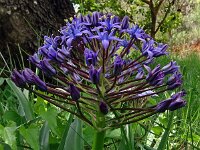 Scilla peruviana 38, Saxifraga-Hans Grotenhuis