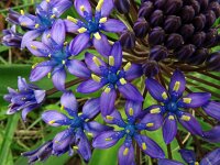 Scilla peruviana 40, Saxifraga-Hans Grotenhuis