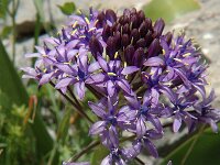 Scilla peruviana 6, Saxifraga-Jan van der Straaten