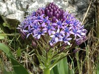 Scilla peruviana 8, Saxifraga-Jan van der Straaten