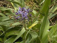 Scilla peruviana 9, Saxifraga-Willem van Kruijsbergen