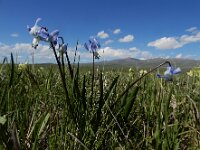 Scilla rosenii 11, Saxifraga-Ed Stikvoort : Noord van Gyumri A900