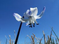 Scilla rosenii 3, Saxifraga-Ed Stikvoort : Noord van Gyumri s9900