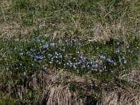 Scilla rosenii 4, Saxifraga-Ed Stikvoort : Noord van Gyumri A900
