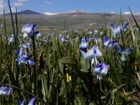 Scilla rosenii 5, Saxifraga-Ed Stikvoort : Noord van Gyumri A900