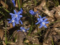 Scilla sardensis