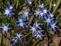Scilla sardensis 10, Kleine sneeuwroem, Saxifraga-Jan an der Straaten