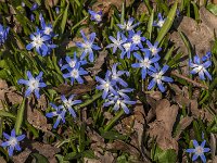 Scilla sardensis 11, Kleine sneeuwroem, Saxifraga-Jan an der Straaten