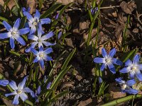 Scilla sardensis 6, Kleine sneeuwroem, Saxifraga-Jan an der Straaten