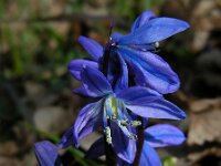 Scilla siberica 10, Oosterse sterhyacint, Saxifraga-Ed Stikvoort