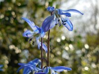Scilla siberica 11, Oosterse sterhyacint, Saxifraga-Ed Stikvoort