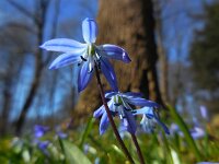 Scilla siberica 12, Oosterse sterhyacint, Saxifraga-Ed Stikvoort