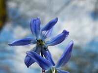 Scilla siberica 13, Oosterse sterhyacint, Saxifraga-Ed Stikvoort