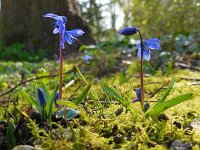 Scilla siberica 14, Oosterse sterhyacint, Saxifraga-Ed Stikvoort