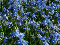 Scilla siberica 15, Oosterse sterhyacint, Saxifraga-Ed Stikvoort