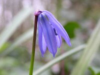 Scilla siberica 4, Oosterse sterhyacint, Saxifraga-Peter Meininger