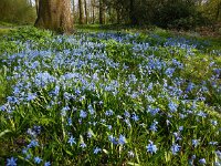 Scilla siberica 6, Oosterse sterhyacint, Saxifraga-Ed Stikvoort