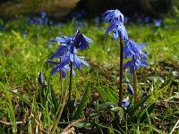 Scilla siberica 7, Oosterse sterhyacint, Saxifraga-Ed Stikvoort