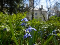 Scilla siberica 8, Oosterse sterhyacint, Saxifraga-Ed Stikvoort